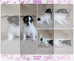 Small Photo #27 Chihuahua Puppy For Sale in HUDSONVILLE, MI, USA