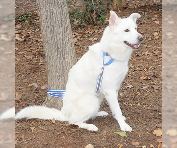 Medium Photo #5 Siberian Husky-Unknown Mix Puppy For Sale in Lake Wylie, SC, USA