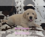 Small #2 Golden Retriever