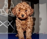 Small Photo #8 Miniature Labradoodle Puppy For Sale in MANHEIM, PA, USA