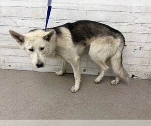 Siberian Husky Dogs for adoption in San Bernardino, CA, USA