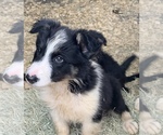 Small Photo #9 Border Collie Puppy For Sale in BLANCO, TX, USA