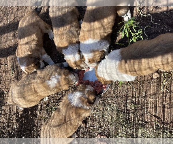 Medium Photo #1 Border Collie-Shiloh Shepherd Mix Puppy For Sale in SEDONA, AZ, USA