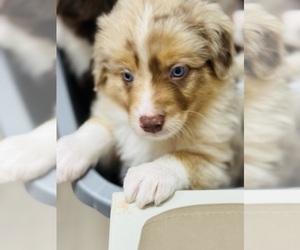 Medium Australian Shepherd