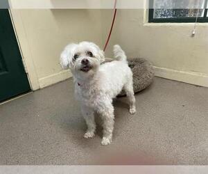 Maltipoo Dogs for adoption in Pasadena, CA, USA