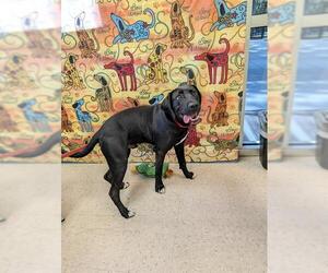 Mutt Dogs for adoption in Palmetto, FL, USA