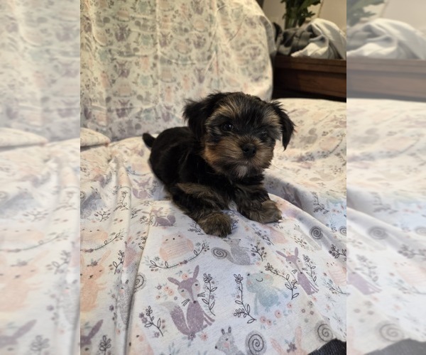 Medium Photo #21 Yorkshire Terrier Puppy For Sale in RHOADESVILLE, VA, USA