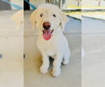 Small Labrador Retriever Mix