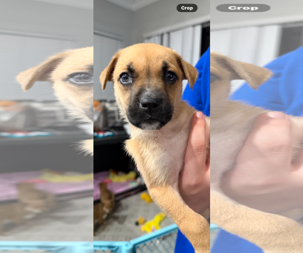 Medium Photo #2 Labrador Retriever-Mountain Cur Mix Puppy For Sale in Royal Palm Beach, FL, USA