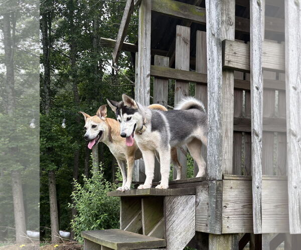 Medium Photo #3 Siberian Husky Puppy For Sale in Cumming, GA, USA