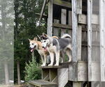 Small #2 Siberian Husky