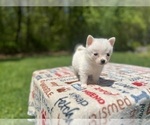 Small #2 Pomsky