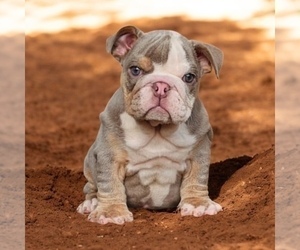 English Bulldog Puppy for sale in AGOURA HILLS, CA, USA