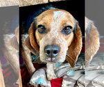 Small #1 Beagle