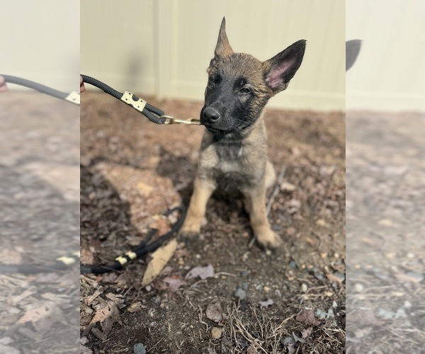Medium Photo #33 German Malinois Puppy For Sale in GARLAND, NC, USA
