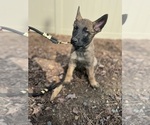 Small Photo #33 German Malinois Puppy For Sale in GARLAND, NC, USA