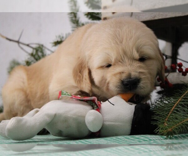 Medium Photo #8 Golden Retriever Puppy For Sale in JONES, MI, USA