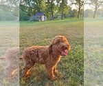 Small Photo #2 Goldendoodle Puppy For Sale in BRIDGEWATER, VA, USA