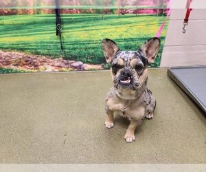French Bulldog-Unknown Mix Dogs for adoption in Moreno Valley, CA, USA