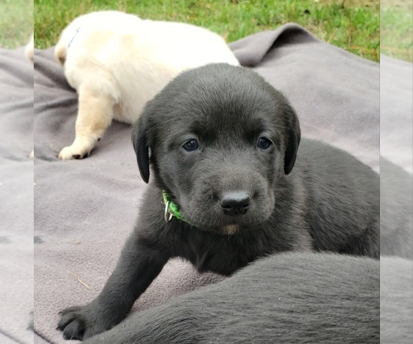 Medium Photo #11 Labrador Retriever Puppy For Sale in OLYMPIA, WA, USA