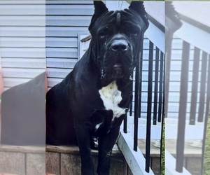 Father of the Cane Corso puppies born on 06/03/2025