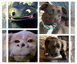 Small #4 Labrador Retriever Mix