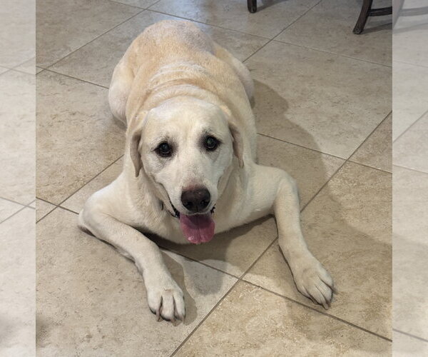 Medium Photo #3 Labrador Retriever Puppy For Sale in Fort Worth, TX, USA