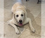 Small #2 Labrador Retriever