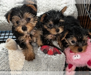 Yorkshire Terrier Puppy for sale in MONCURE, NC, USA