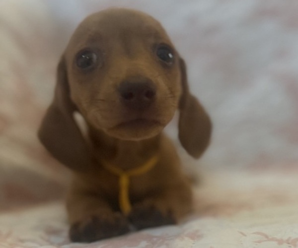 Medium Photo #3 Dachshund Puppy For Sale in WILEY, CO, USA