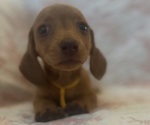 Small Photo #21 Dachshund Puppy For Sale in WILEY, CO, USA