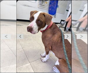 American Staffordshire Terrier-Beagle Mix Dogs for adoption in Winston Salem, NC, USA