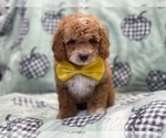 Small Cavapoo