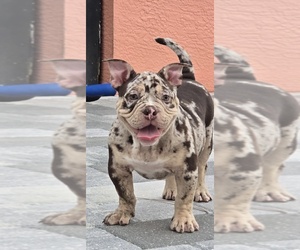 American Bully Puppy for sale in NORTH PORT, FL, USA