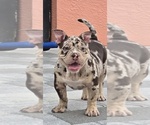 Small American Bully