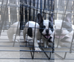 Small Photo #1 French Bulldog Puppy For Sale in FORT WORTH, TX, USA