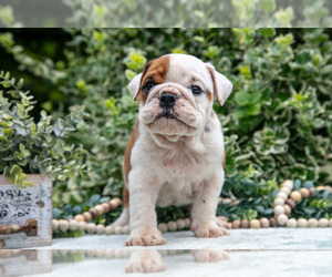 English Bulldog Litter for sale in GORDONVILLE, PA, USA