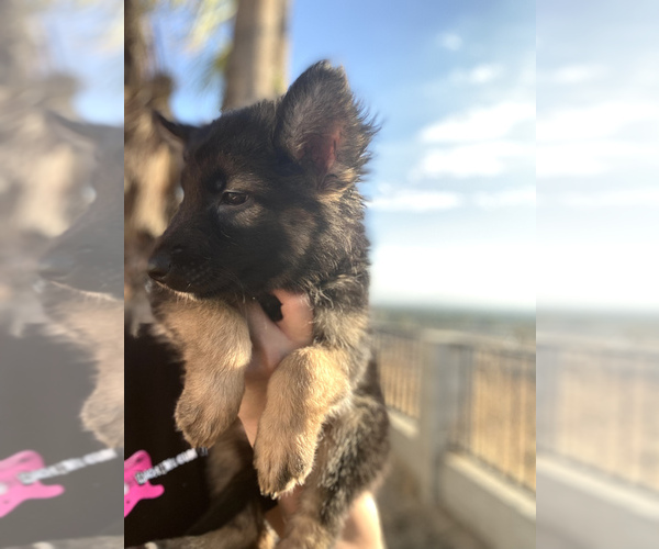 Medium Photo #2 German Shepherd Dog Puppy For Sale in DEL ROSA, CA, USA