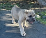 Puppy Puppy 6 Cane Corso