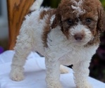 Small Photo #16 Maltipoo (Toy) Puppy For Sale in GOSHEN, IN, USA