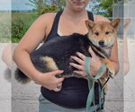 Small #1 Shiba Inu