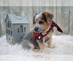 Small Photo #5 Australian Cattle Dog Puppy For Sale in HONEY BROOK, PA, USA