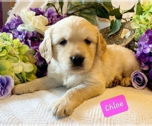 Medium Photo #2 Golden Retriever Puppy For Sale in MARSHFIELD, MO, USA