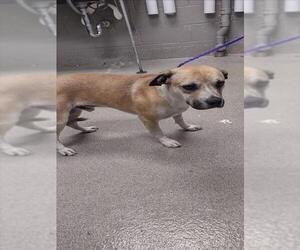 Beagle-Unknown Mix Dogs for adoption in Las Vegas, NV, USA