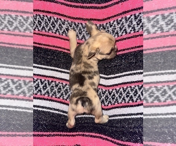 Medium Photo #17 French Bulldog Puppy For Sale in MICANOPY, FL, USA