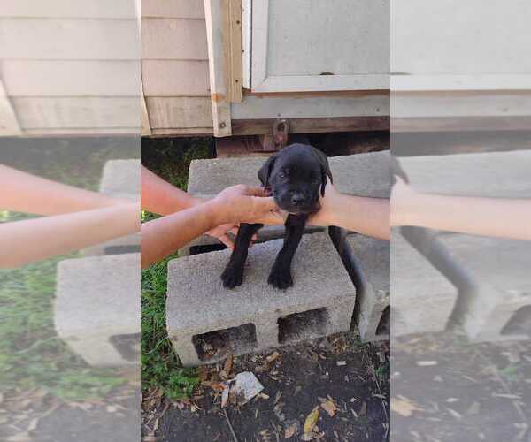 Medium Photo #14 Cane Corso Puppy For Sale in WEST PALM BCH, FL, USA