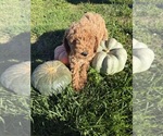 AKC - Male Poodle (Miniature) Puppy for Sale - Photo #3