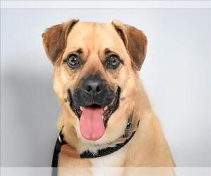 Shug Dogs for adoption in Fort Collins, CO, USA