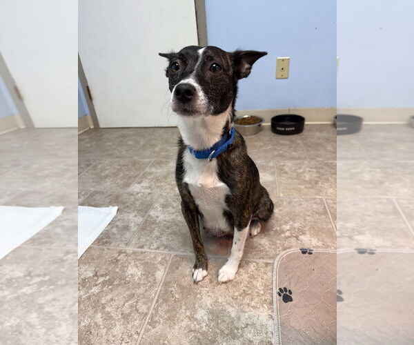 Medium Photo #6 Jack Russell Terrier-Unknown Mix Puppy For Sale in GILBERTS, IL, USA
