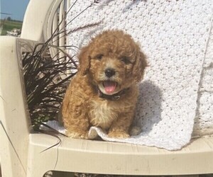 Cavachon Puppy for sale in THORP, WI, USA